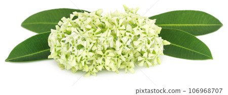 Flowers of Alstonia scholaris Flowers of Alstonia scholaris 106968707