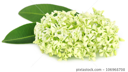 Flowers of Alstonia scholaris Flowers of Alstonia scholaris 106968708