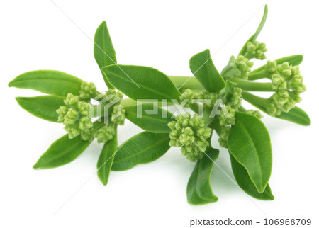 Flowers of Alstonia scholaris Flowers of Alstonia scholaris 106968709