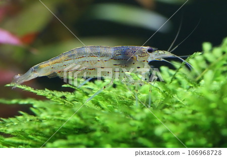 Amano shrimp Amano shrimp 106968728