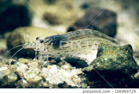 Amano shrimp 106968729