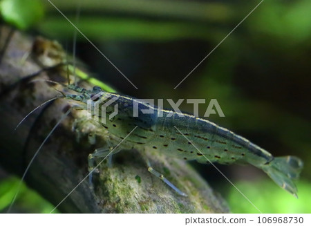 Amano shrimp 106968730