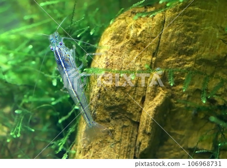 Amano shrimp Amano shrimp 106968731