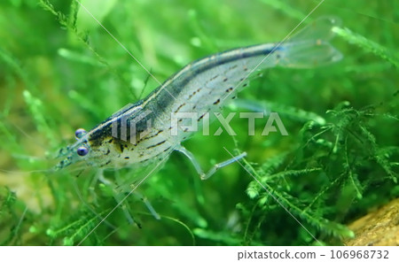 Amano shrimp Amano shrimp 106968732