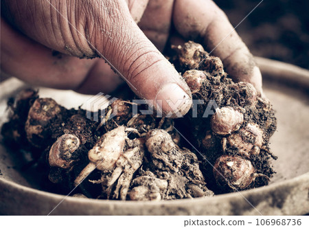 Aromatic ginger in soil 106968736