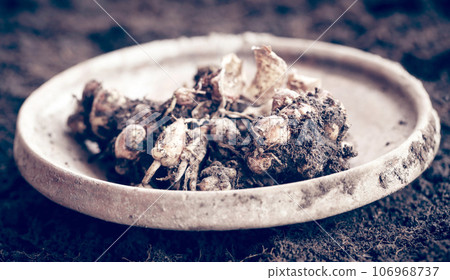Aromatic ginger in soil 106968737