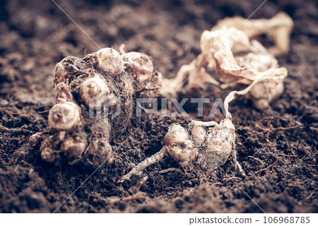 Aromatic ginger in soil 106968785