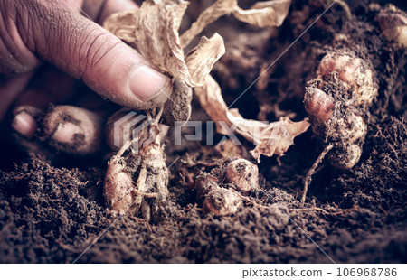 Aromatic ginger in soil Aromatic ginger in soil 106968786