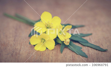 Fresh arugula or rucola leaves with flowers Fresh arugula or rucola leaves with flowers 106968791