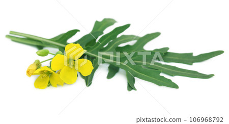 Fresh arugula or rucola leaves with flowers Fresh arugula or rucola leaves with flowers 106968792