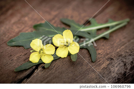 Fresh arugula or rucola 106968796