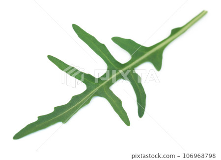 Fresh arugula or rucola leaves Fresh arugula or rucola leaves 106968798