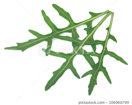 Fresh arugula or rucola leaves 106968799