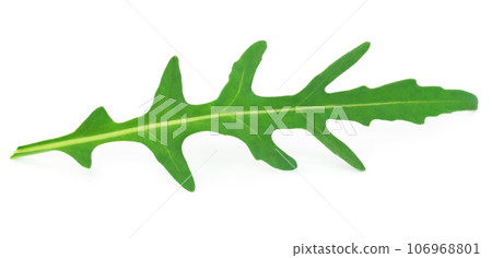 Fresh arugula or rucola leaves 106968801
