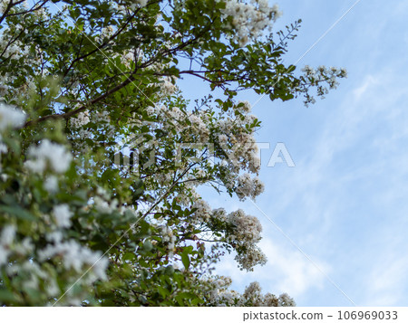 Blue sky and white crape myrtle flowers 106969033