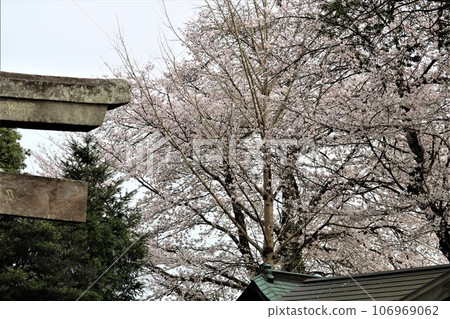 Spring scenery of cherry blossoms on old trees blooming gently in the temple grounds Spring scenery of cherry blossoms on old trees blooming gently in the temple grounds 106969062