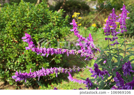 Amethyst sage with purple flowers Amethyst sage with purple flowers 106969106