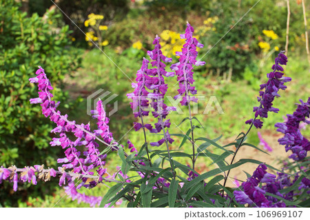 Amethyst sage with purple flowers 106969107