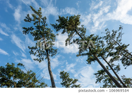 沿海松林 106969584