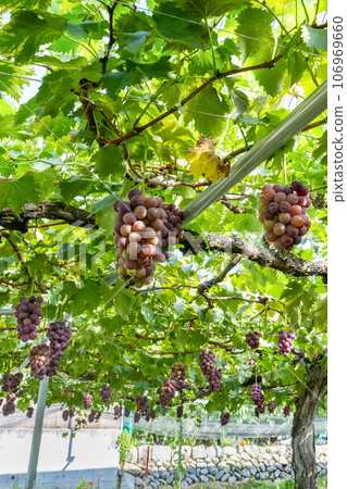 山梨縣笛吹市巨峰葡萄架 106969660