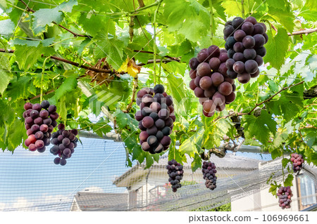 山梨縣笛吹市巨峰葡萄架 106969661