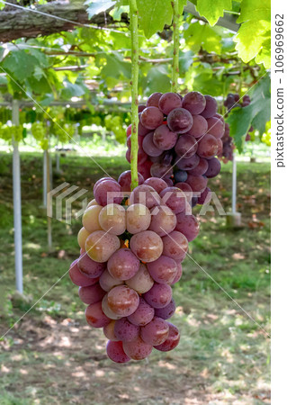 Kyoho grape trellis, Fuefuki City, Yamanashi Prefecture Kyoho grape trellis, Fuefuki City, Yamanashi Prefecture 106969662