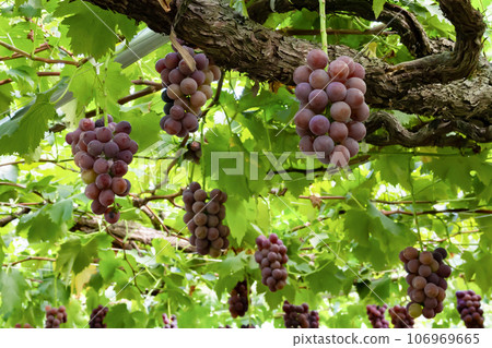 Kyoho grape trellis, Fuefuki City, Yamanashi Prefecture Kyoho grape trellis, Fuefuki City, Yamanashi Prefecture 106969665