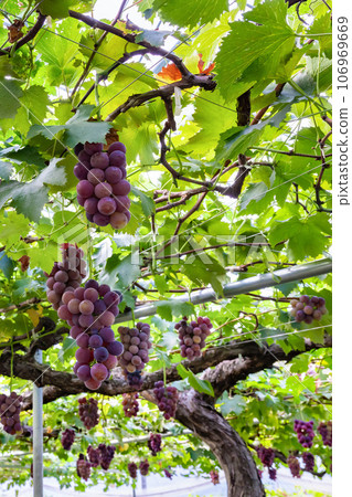 山梨縣笛吹市巨峰葡萄架 山梨縣笛吹市巨峰葡萄架 106969669