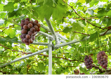 Kyoho grape trellis, Fuefuki City, Yamanashi Prefecture Kyoho grape trellis, Fuefuki City, Yamanashi Prefecture 106969670
