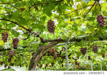 Kyoho grape trellis, Fuefuki City, Yamanashi Prefecture Kyoho grape trellis, Fuefuki City, Yamanashi Prefecture 106969671