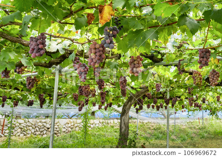 山梨縣笛吹市巨峰葡萄架 山梨縣笛吹市巨峰葡萄架 106969672