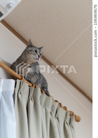 Cat climbing on the curtain rail, mackerel tabby cat Cat climbing on the curtain rail, mackerel tabby cat 106969676