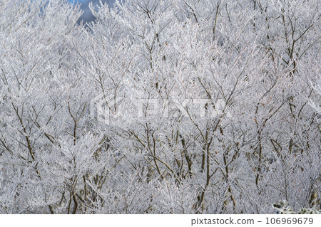 Winter scenery Frozen forest 106969679