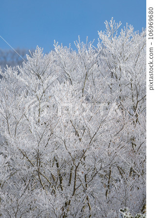 Winter scenery Frozen forest Winter scenery Frozen forest 106969680