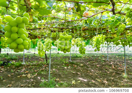 Shine Muscat grape trellis, Fuefuki City, Yamanashi Prefecture 106969708