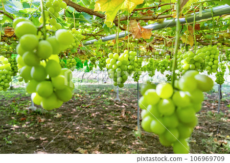 Shine Muscat grape trellis, Fuefuki City, Yamanashi Prefecture Shine Muscat grape trellis, Fuefuki City, Yamanashi Prefecture 106969709
