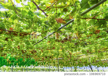 Shine Muscat grape trellis, Fuefuki City, Yamanashi Prefecture Shine Muscat grape trellis, Fuefuki City, Yamanashi Prefecture 106969710