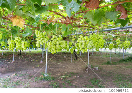 Shine Muscat grape trellis, Fuefuki City, Yamanashi Prefecture Shine Muscat grape trellis, Fuefuki City, Yamanashi Prefecture 106969711