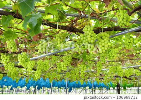 Shine Muscat grape trellis, Fuefuki City, Yamanashi Prefecture Shine Muscat grape trellis, Fuefuki City, Yamanashi Prefecture 106969712