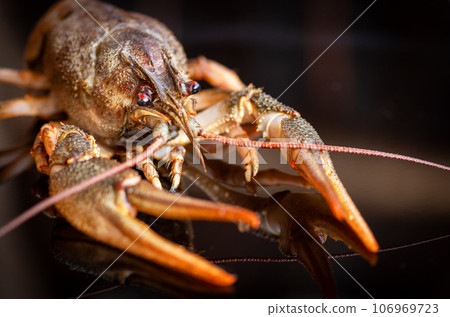 live crayfish caught in fresh water closeup 106969723