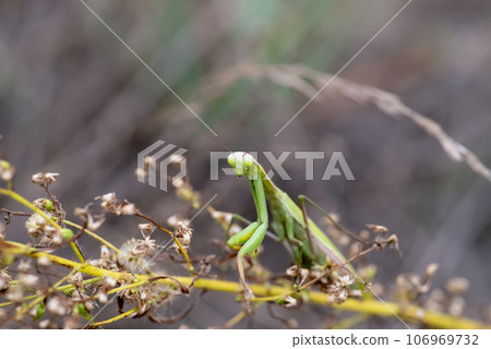 Green exotic praying mantis on a plant, Carolina mantis, Stagmomantis carolina in the jungle Green exotic praying mantis on a plant, Carolina mantis, Stagmomantis carolina in the jungle 106969732