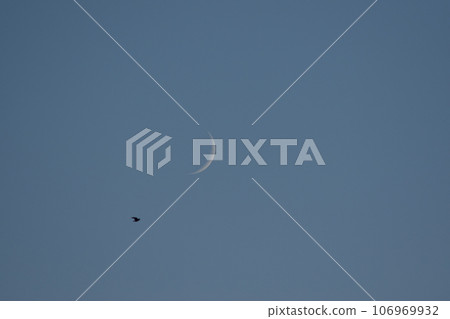 Moon and bird 106969932