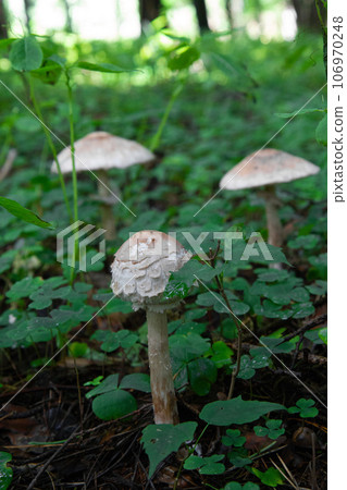 mushroom umbrella in the autumn forest mushroom umbrella in the autumn forest 106970248