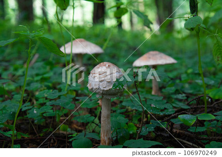 A big mushrooms umbrella in the forest. A big mushrooms umbrella in the forest. 106970249