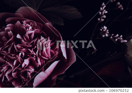 Shy flower: close-up of pink peonies Shy flower: close-up of pink peonies 106970252