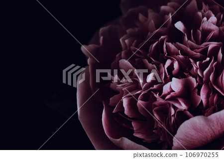 Shy flower: close-up of pink peonies 106970255