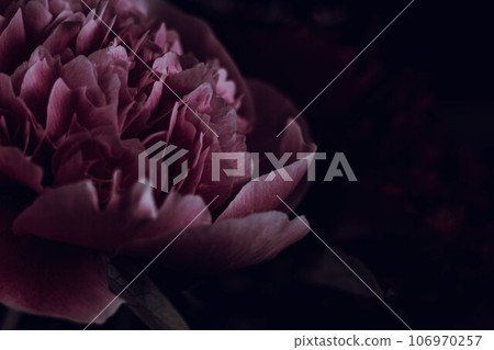 Shy flower: close-up of pink peonies 106970257