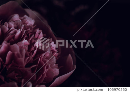 害羞的花:粉紅色牡丹的特寫 害羞的花:粉紅色牡丹的特寫 106970260