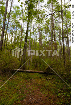 有倒下的樹木的森林道路(垂直) 有倒下的樹木的森林道路(垂直) 106970301