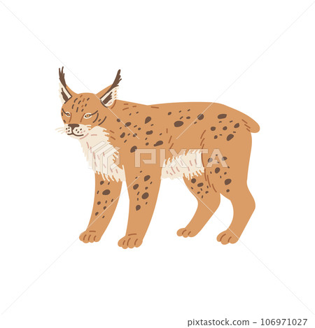 Ginger Lynx motley fluffy wild cat, North America animals, big wild cat cartoon vector illustration isolated on white Ginger Lynx motley fluffy wild cat, North America animals, big wild cat cartoon vector illustration isolated on white 106971027